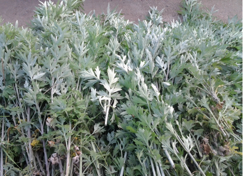華展貓先生，端午節(jié)，垃圾分類